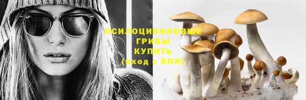 стаф Алзамай